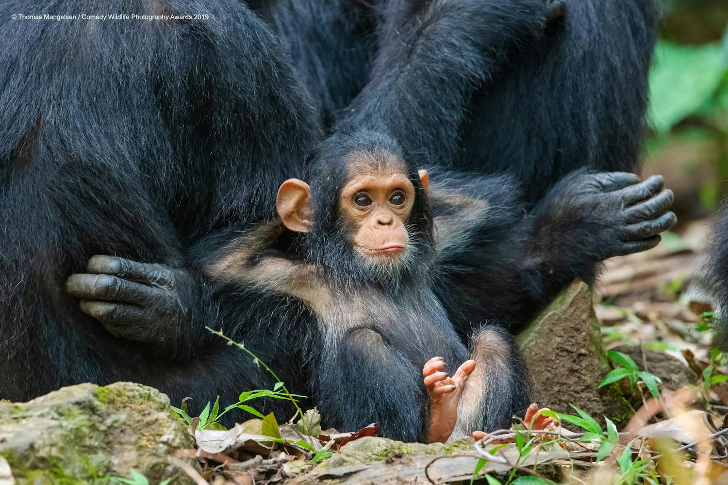 ape